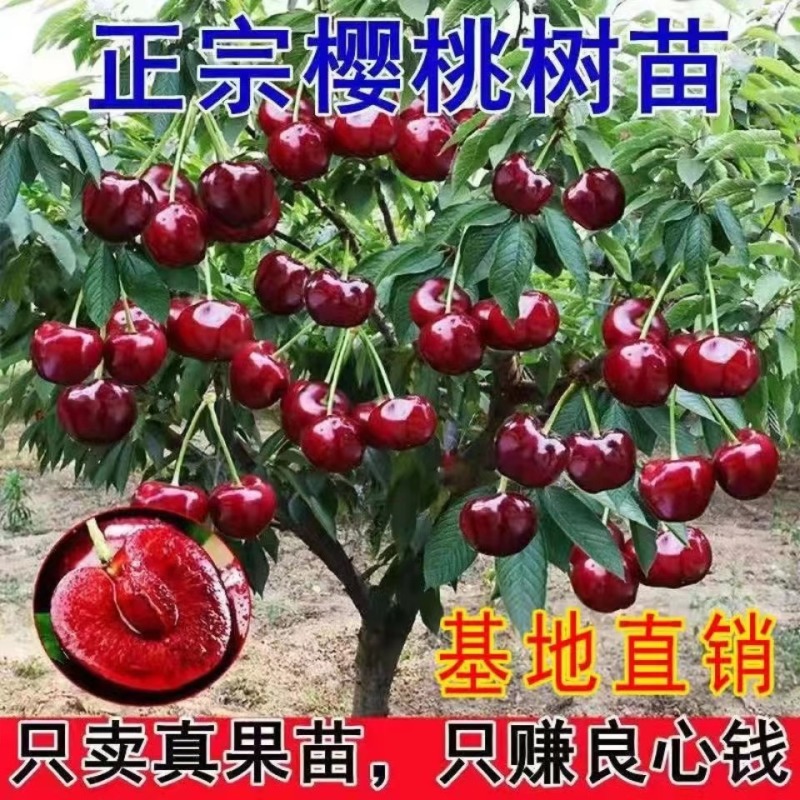 布鲁克斯樱桃苗，果子大果皮浓红底色淡黄，包种植技术指导