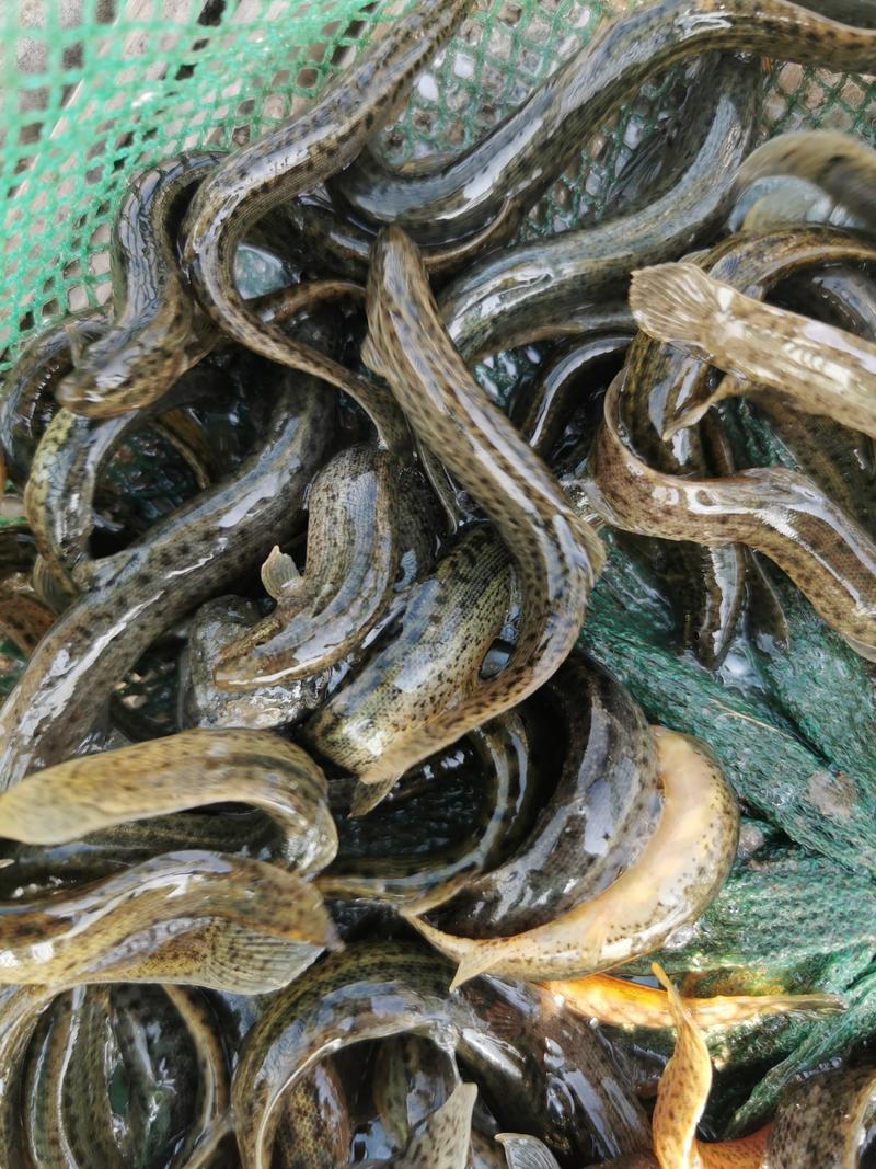 台湾泥鳅种苗，杂交泥鳅，免费提供技术，签合同，包回收