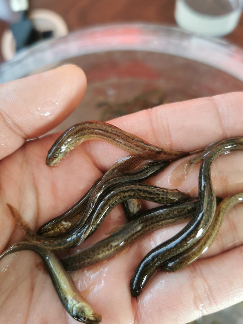 台湾泥鳅种苗，杂交泥鳅，免费提供技术，签合同，包回收