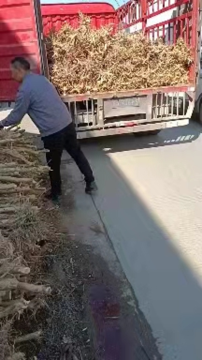 紫薇绿化优美可观耐寒成活率髙优美可观一手货源大量出售紫薇