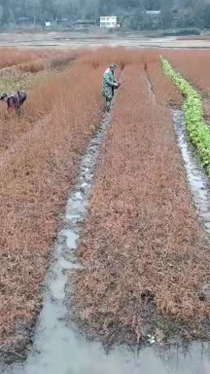 金叶水杉树是一种绿化树，适应公园还城市绿化树，工程上用。