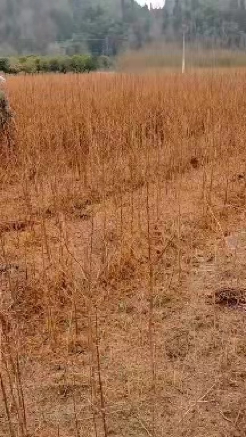 金叶水杉树是一种绿化树，适应公园还城市绿化树，工程上用。