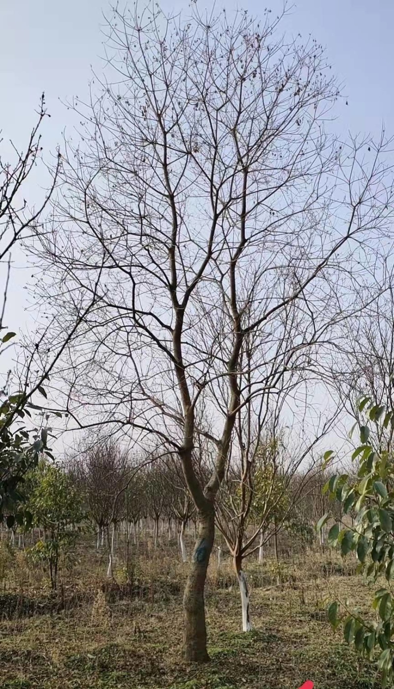乌桕树基地，可大量供应8-30公分单杆与丛生乌桕