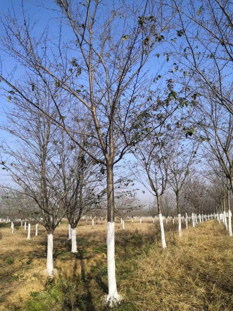 早樱花12公分13公分14公分价格明细列表