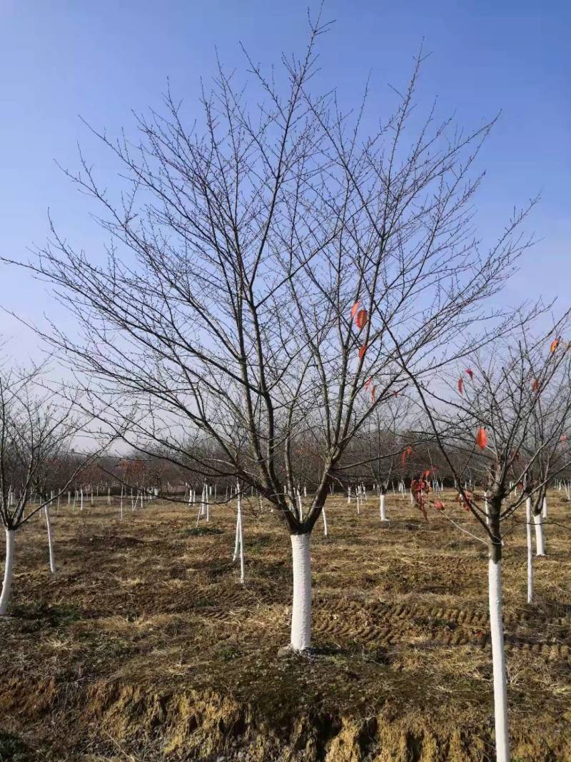 早樱花12公分13公分14公分价格明细列表