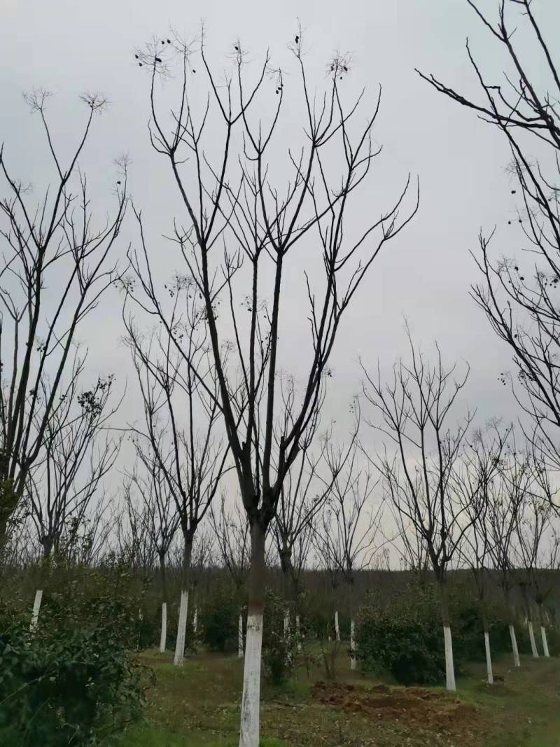 栾树18公分20公分22公分多少钱，肯定便宜了
