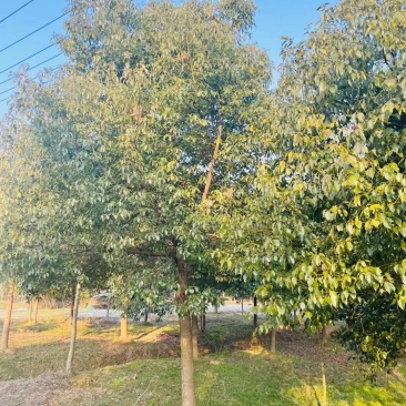 香樟树价格，18-20公分香樟价格下调