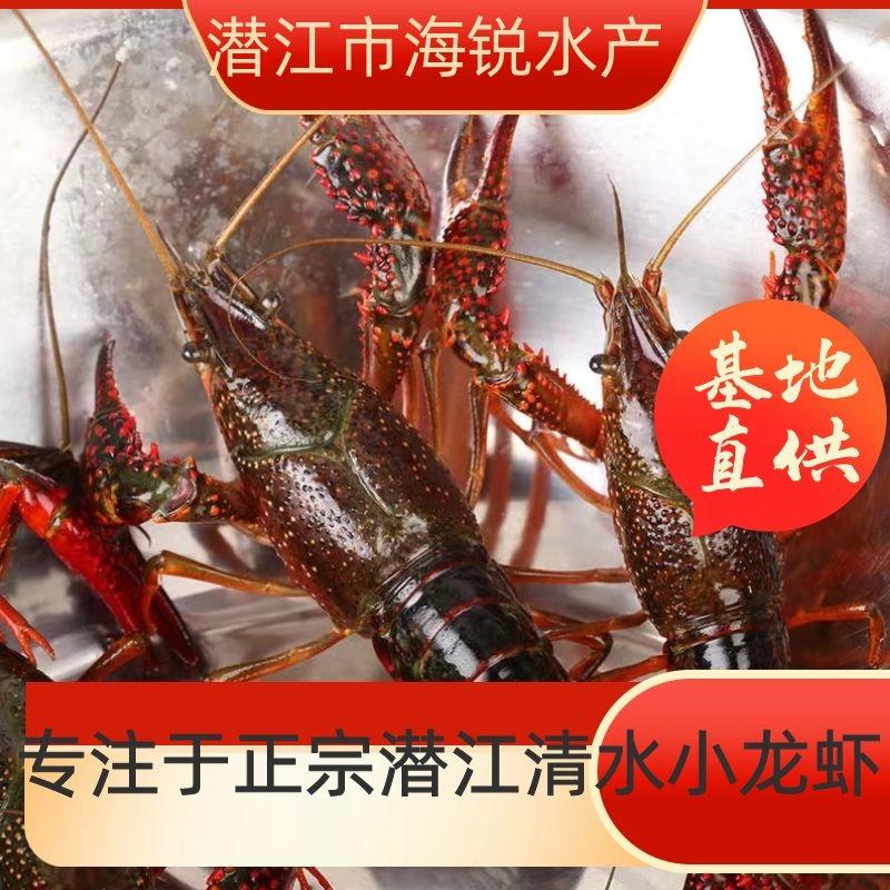 海锐水产专注于正宗潜江清水小龙虾价格实惠欢迎采购