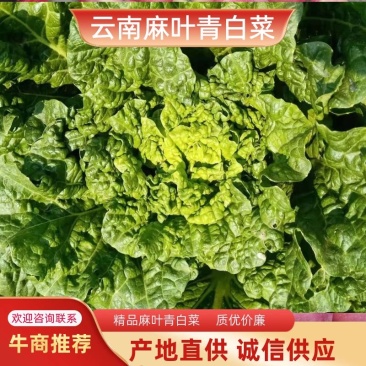 露天秋绿60，麻叶青白菜基地直供，清秀无毛病