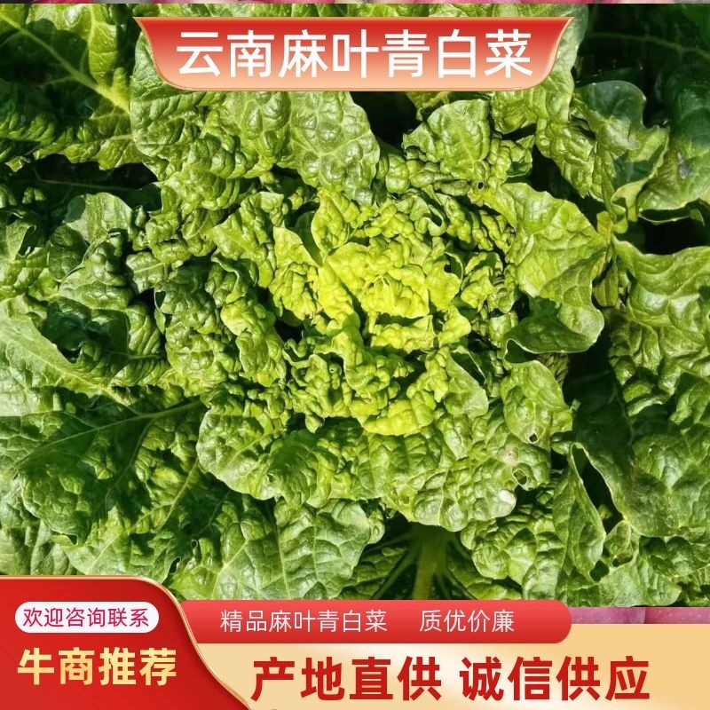 露天秋绿60，麻叶青白菜基地直供，清秀无毛病