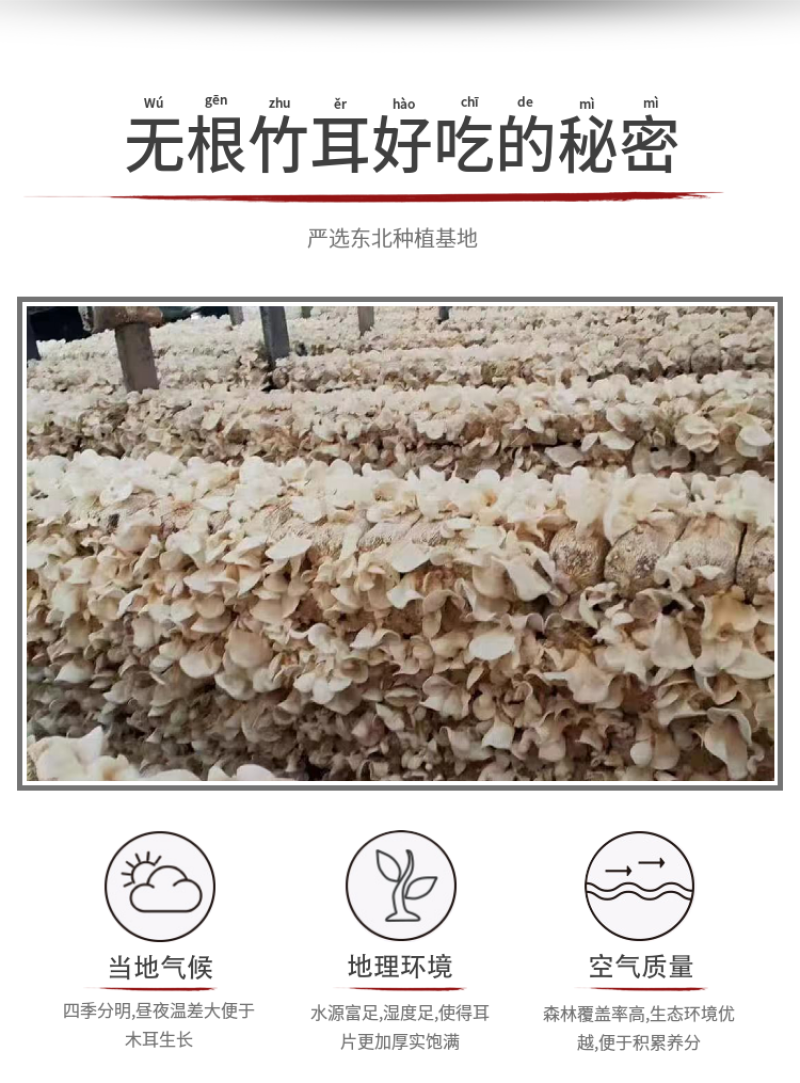 杜鹃特价包邮东北竹耳1500g食用菌干货营养丰富精选本