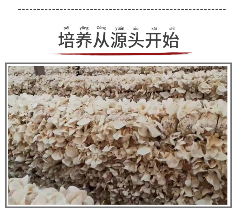 杜鹃特价包邮东北竹耳1500g食用菌干货营养丰富精选本