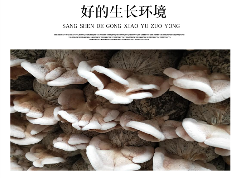 杜鹃山东榆耳2500g营养丰富味道鲜美精选优质干菌灵芝耳