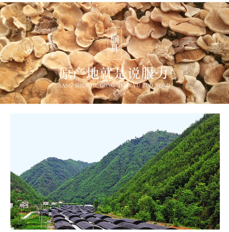 杜鹃山东榆耳2500g营养丰富味道鲜美精选优质干菌灵芝耳