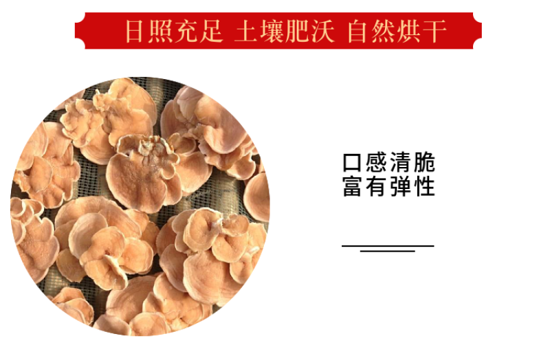 杜鹃山东榆耳2500g营养丰富味道鲜美精选优质干菌灵芝耳