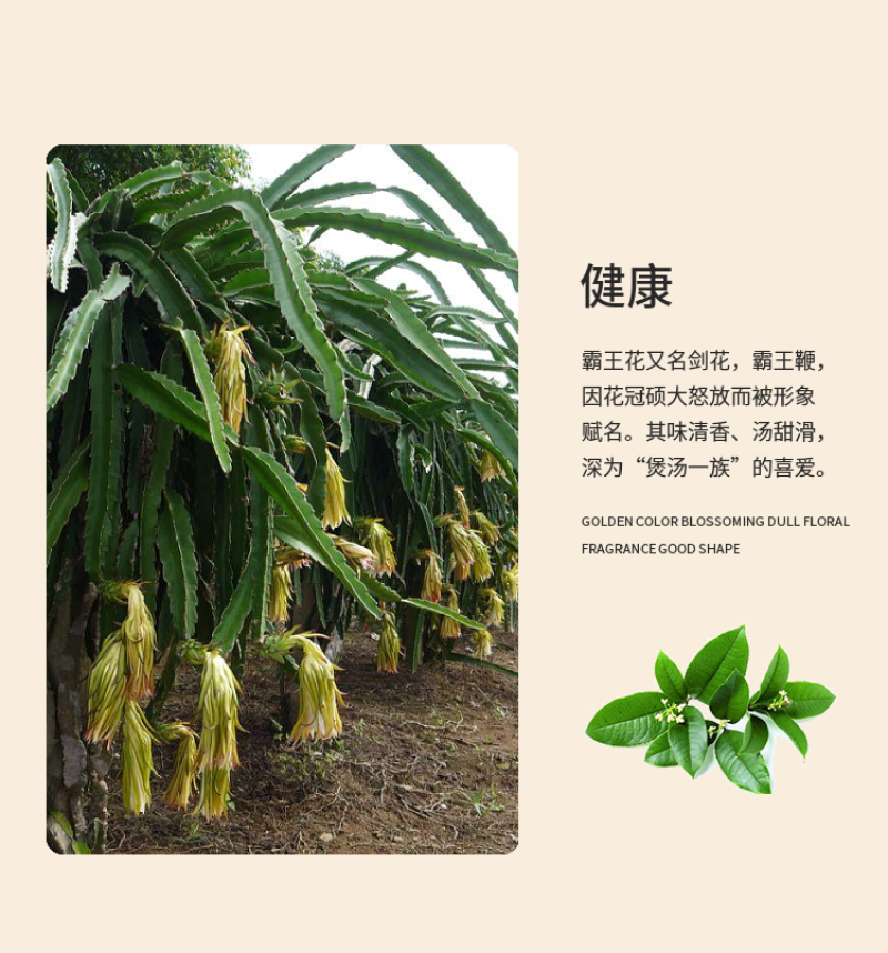 杜鹃广东霸王花1.75kg色泽金黄自然晒干新货剑花霸王