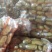 山东土豆V7土豆大量有货品质保证产地直发价格便宜