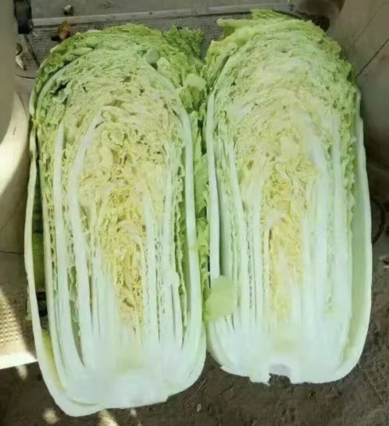 山东白菜肥城市北京新三号白菜大量上市基地直供欢迎联系