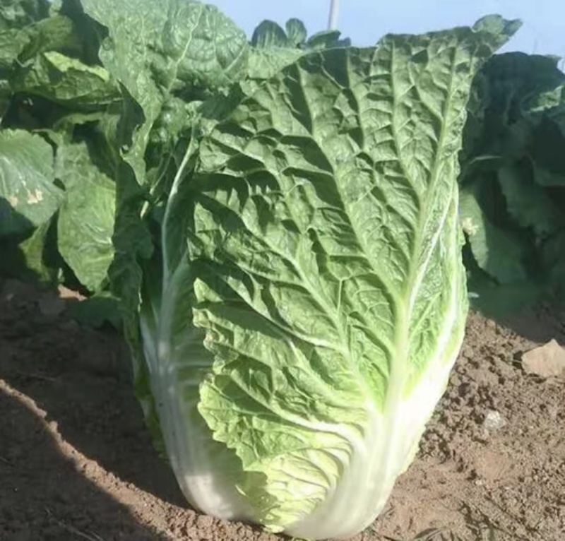 山东白菜肥城市北京新三号白菜大量上市基地直供欢迎联系