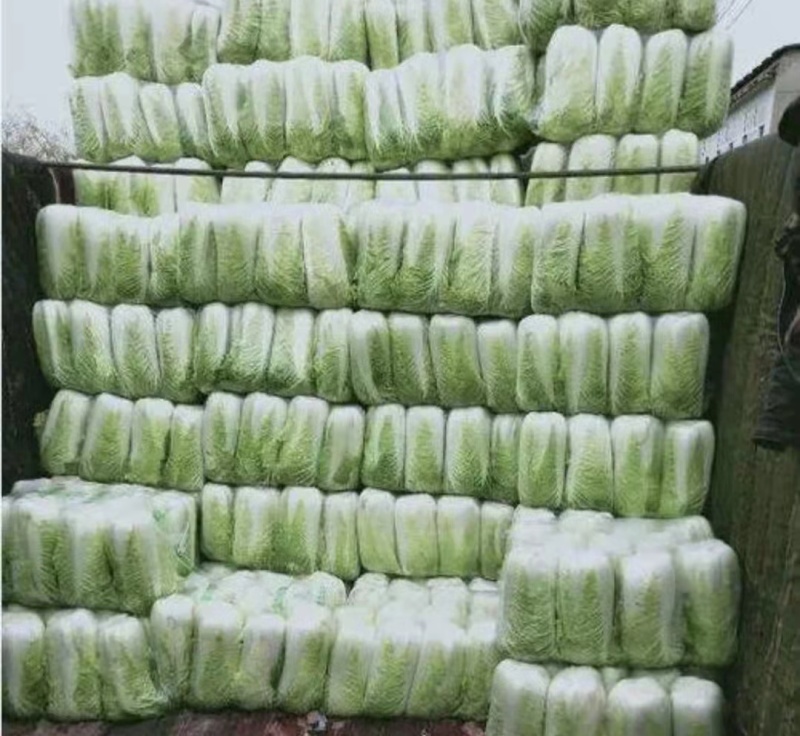山东白菜肥城市北京新三号白菜大量上市基地直供欢迎联系