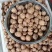 核桃汉源县大优核桃，自家土特产，价格实惠欢迎客商采购