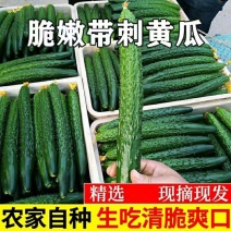 精品密刺黄瓜大量有货价格质量保证欢迎老板合作