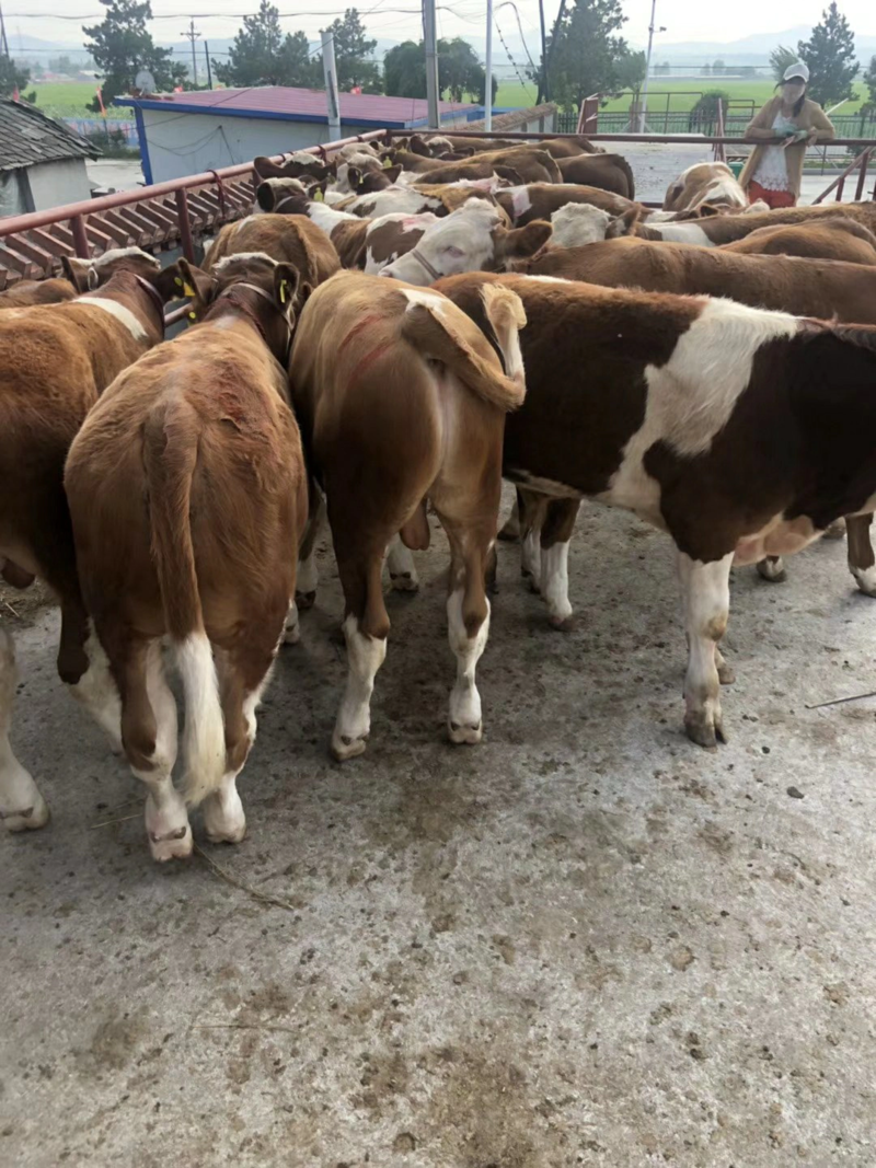 吉林西门塔尔肉牛繁殖基地常年出售西门塔尔牛保证质量
