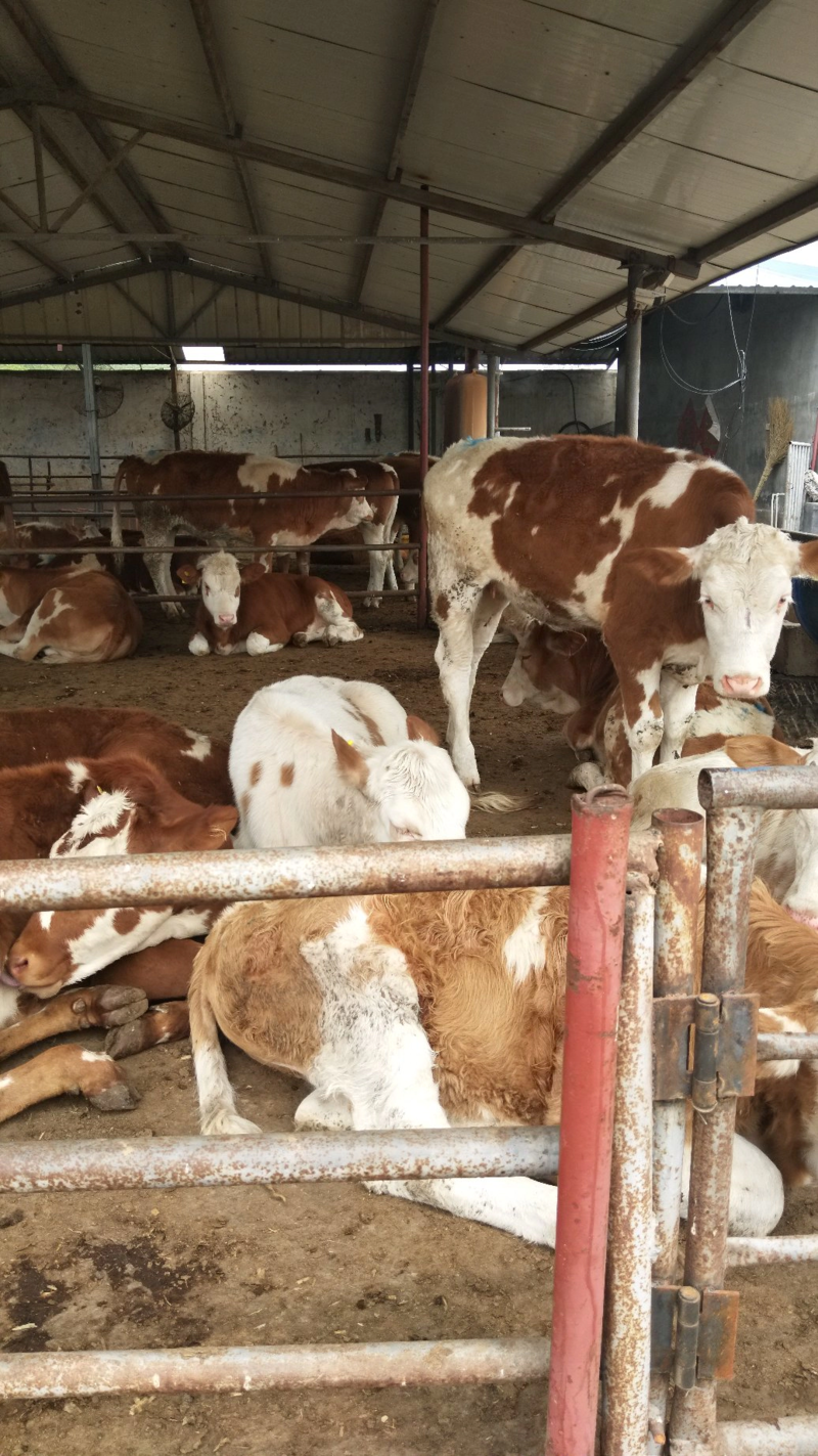 吉林西门塔尔肉牛繁殖基地常年出售西门塔尔牛保证质量