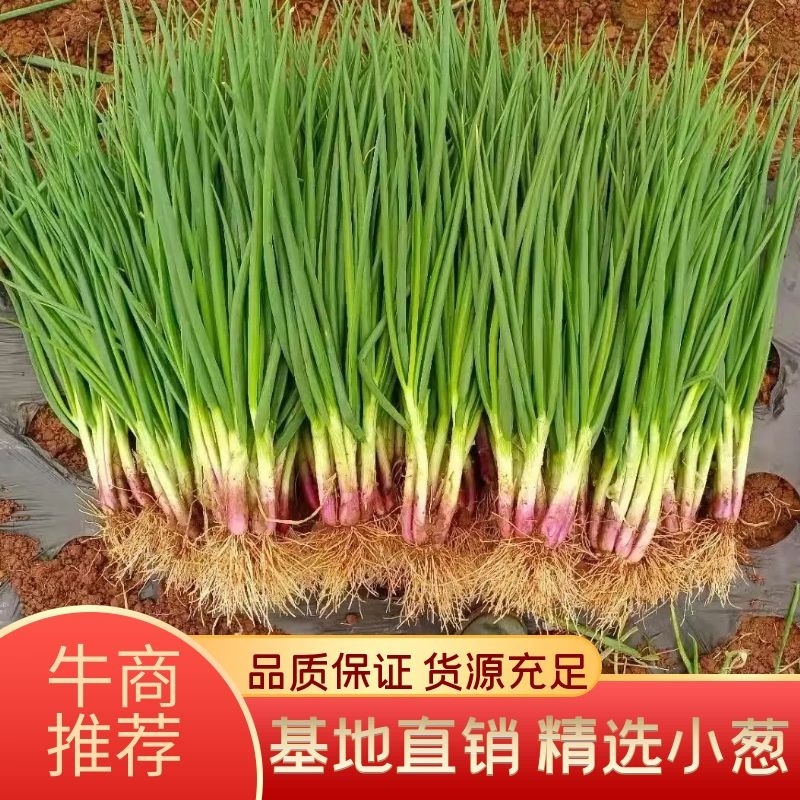 云南泸西产地供应，一手货源，红葱（火葱）可视频看货