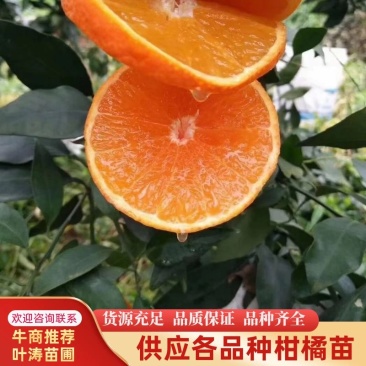 柑橘苗爱媛金秋明日见等各种柑橘苗。大苗小苗枝条