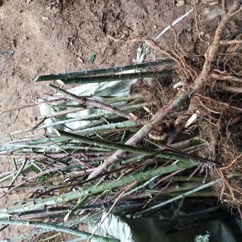 茶树苗甜茶苗刺儿茶苗产地广西大瑶山原产直发有货