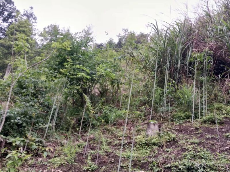 茶树苗甜茶苗刺儿茶苗产地广西大瑶山原产直发有货