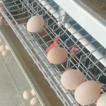 平山散养土鸡蛋，保证一点饲料添加剂都不喂！