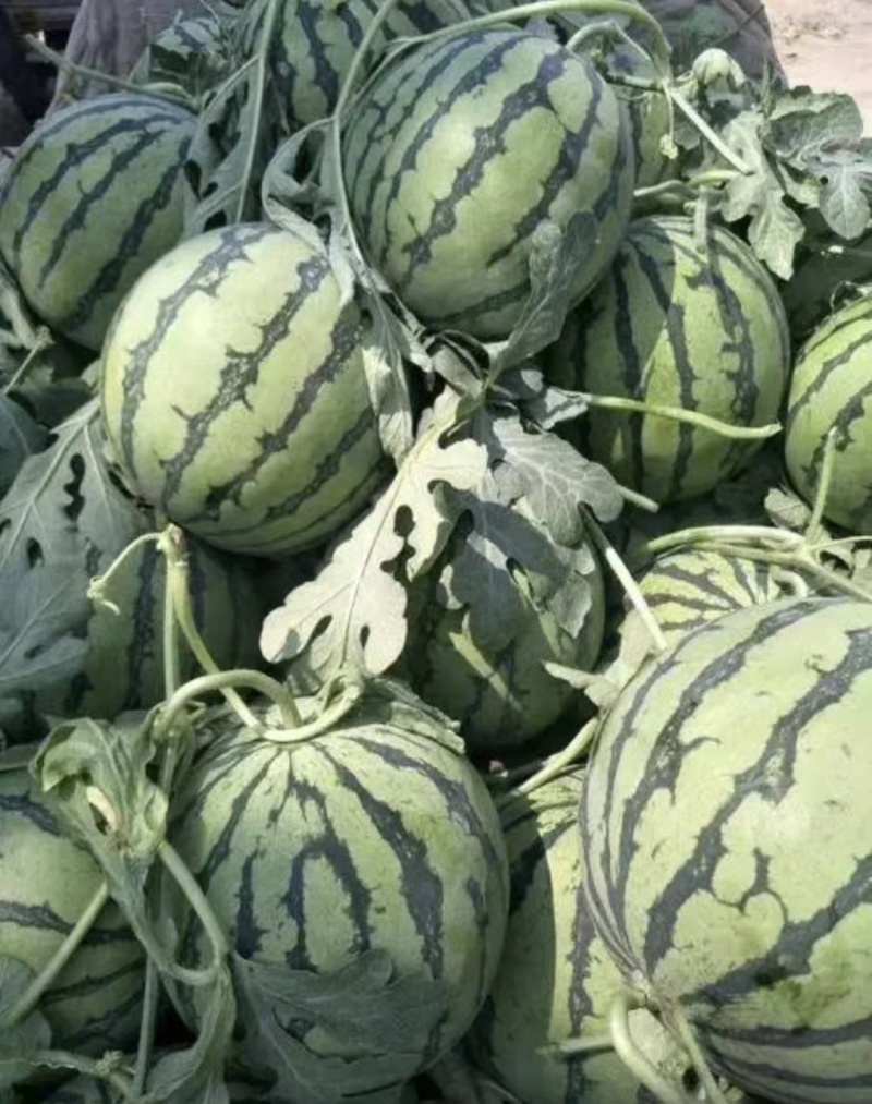 西瓜甜王西瓜皮薄口甜货源充足质量保证大量上市欢