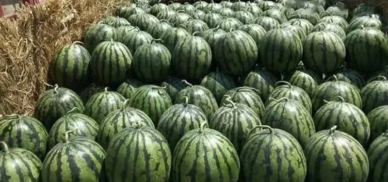 西瓜甜王西瓜皮薄口甜货源充足质量保证大量上市欢