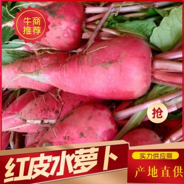 优质暖棚水萝卜红皮萝卜批发基地口感好价格优保证新鲜
