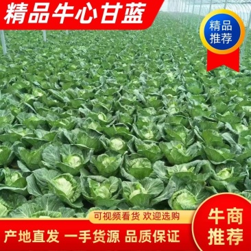 山东精品牛心甘蓝包菜黄心大头菜产地个头均匀保证质量