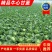 山东精品牛心甘蓝包菜黄心大头菜产地个头均匀保证质量