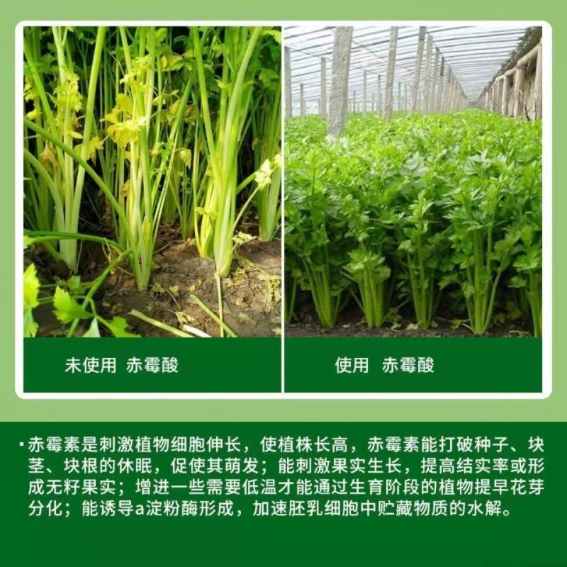 果启苄氨赤霉酸果树苹果柑橘蔬菜生长调节剂膨大保花保果