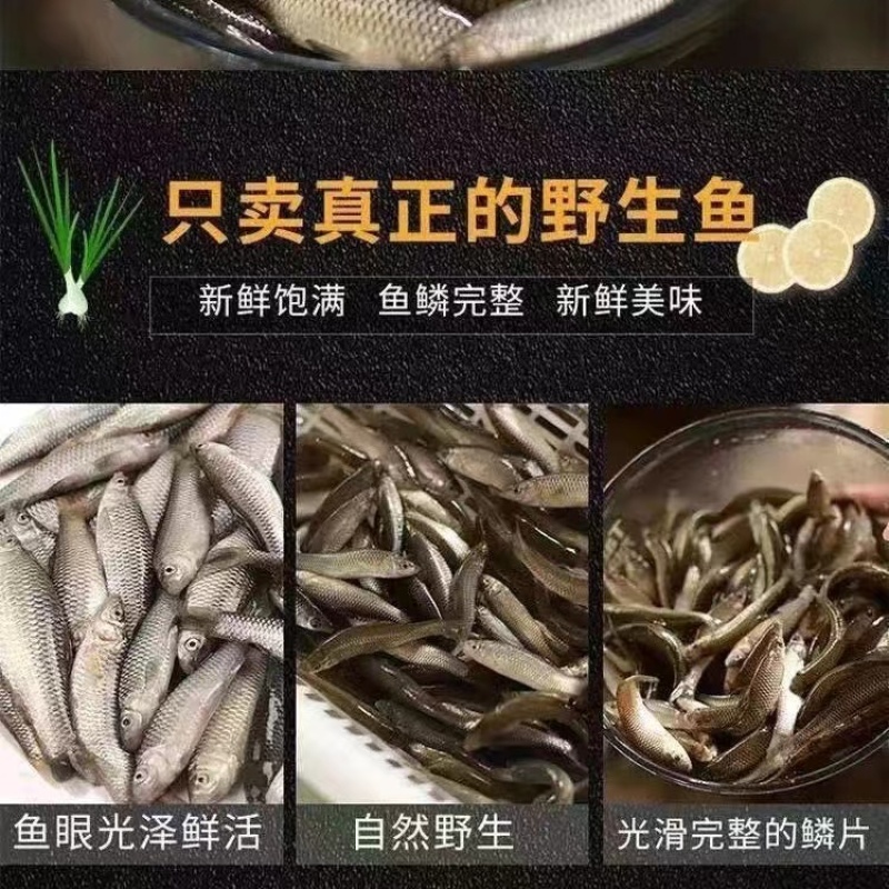 麦穗鱼基地直供一手货源价格实惠品质保证欢迎采购