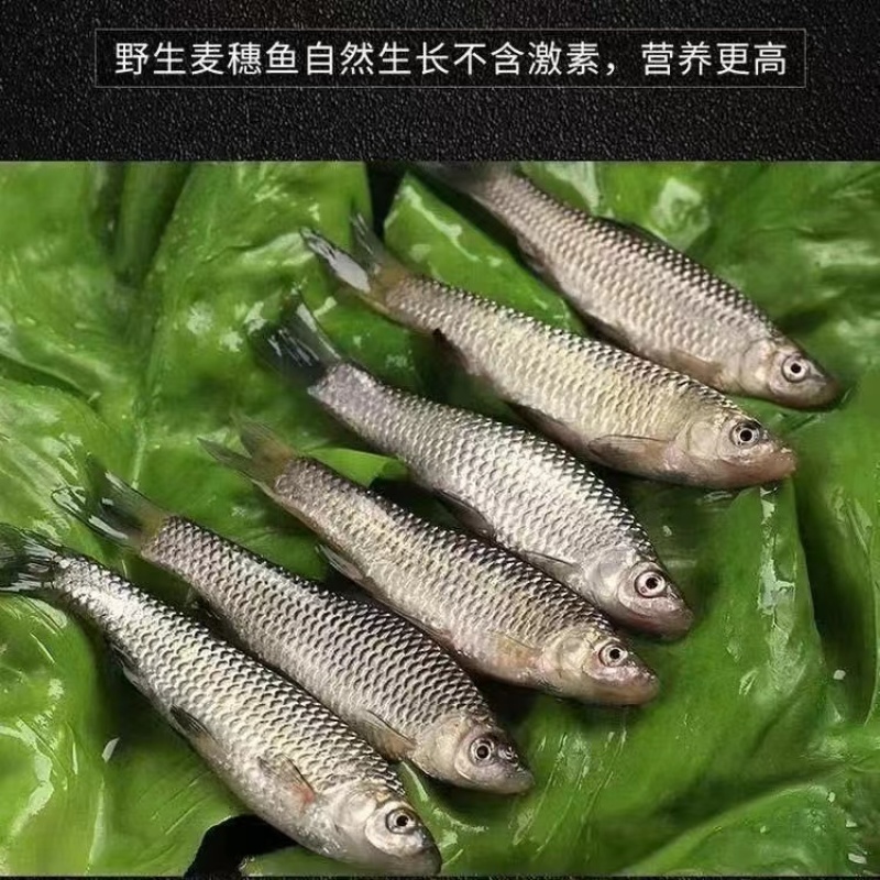 麦穗鱼基地直供一手货源价格实惠品质保证欢迎采购