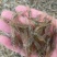 新鲜小河虾一手货源大量上市品质保证诚信经营对接批发商