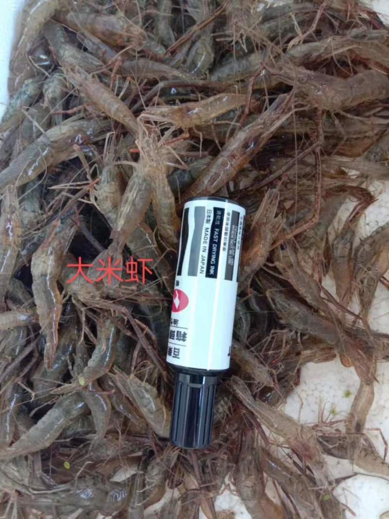 新鲜小河虾一手货源大量上市品质保证诚信经营对接批发商