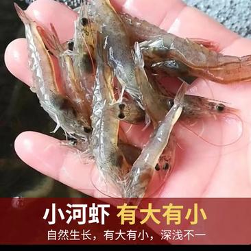 新鲜小河虾一手货源大量上市品质保证诚信经营对接批发商