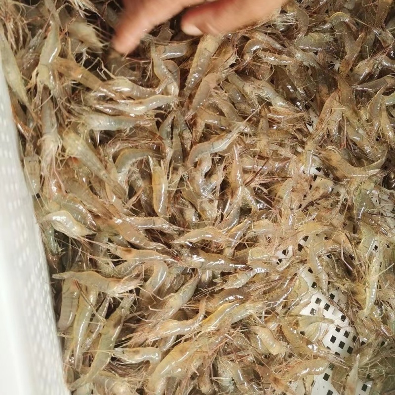 新鲜小河虾一手货源大量上市品质保证诚信经营对接批发商