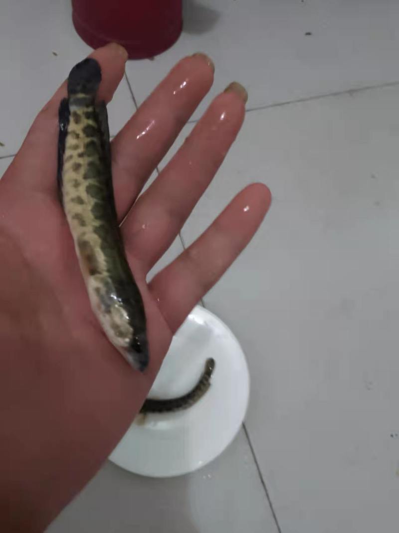 黑乌鱼苗优良品种生长速度快基地直供，送货到家，包成活