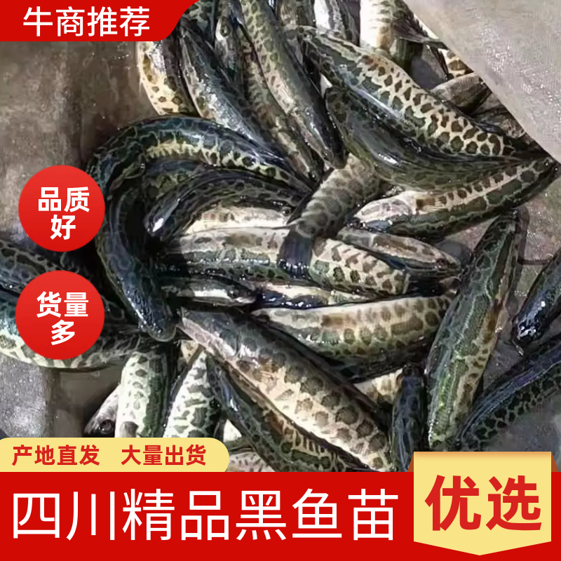 黑乌鱼苗优良品种生长速度快基地直供，送货到家，包成活
