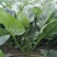 河北绿油油的大叶菠菜上市，新鲜采摘，品质保证，诚信老代办
