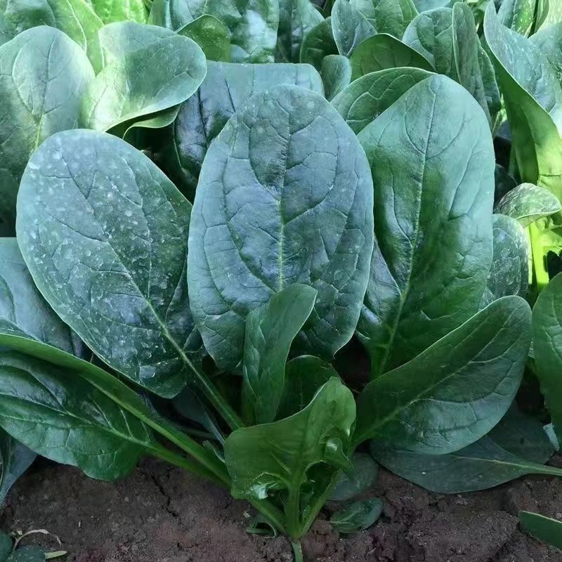 河北绿油油的大叶菠菜上市，新鲜采摘，品质保证，诚信老代办