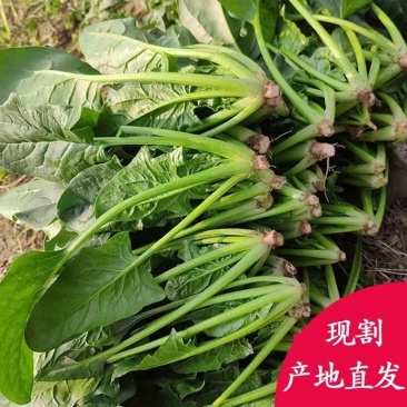 河北绿油油的大叶菠菜上市，新鲜采摘，品质保证，诚信老代办